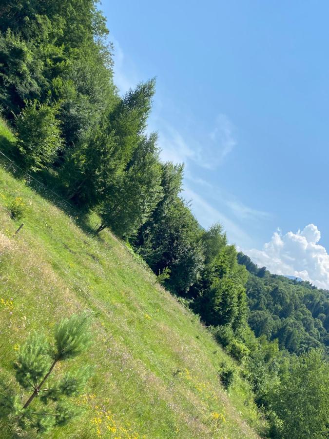 Bellevue Chalet Rîşnov Eksteriør billede